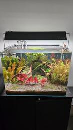 Aquarium Dennerle 70 liter scaper, Dieren en Toebehoren, Ophalen of Verzenden, Gebruikt, Gevuld zoetwateraquarium
