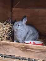 Kleurdwergen chinchilla, Dieren en Toebehoren, Konijnen, Mannelijk, Dwerg