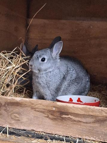 Kleurdwergen chinchilla beschikbaar voor biedingen