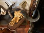 Buffel schedel, Ophalen, Zo goed als nieuw, Schedel