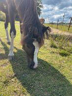 LIEVE SMOKEY BLACK WELSH RUIN, Dieren en Toebehoren, Paarden, Springpaard, Minder dan 160 cm, Gechipt, Ruin