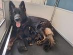 Mooie Duitse herderpups langstokhaar, Dieren en Toebehoren, Honden | Herdershonden en Veedrijvers, Reu, 8 tot 15 weken, Meerdere
