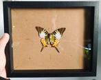 Vlinder in lijst, Ophalen of Verzenden, Nieuw, Insect, Opgezet dier