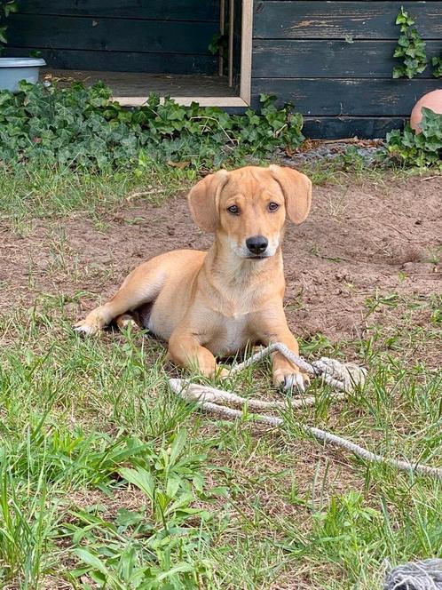 Pup Anthony zoekt een baasje, Dieren en Toebehoren, Honden | Niet-rashonden, Middel, Reu, Particulier, Eén hond, Buitenland, 15 weken tot 1 jaar