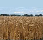 Kleine pakken hooi en stro te koop, Dieren en Toebehoren, Dierenvoeding, Ophalen, Vee