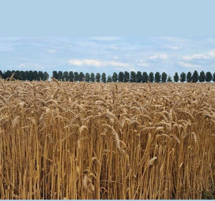 Kleine pakken hooi en stro te koop, Dieren en Toebehoren, Dierenvoeding, Vee, Ophalen