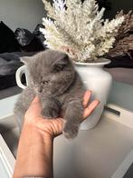 Kittens, Meerdere dieren, Ingeënt