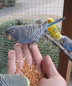 Handtamme blauwe blackface split blackwing grasparkiet man, Mannelijk, Parkiet, Tam