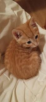 Kittens bijna 6 weken, Dieren en Toebehoren, Meerdere dieren