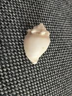 Zee schelp, Verzamelen, Mineralen en Fossielen, Ophalen of Verzenden, Schelp(en)
