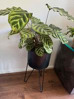 Kamerplant, Ophalen of Verzenden, Overige soorten, Minder dan 100 cm