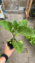 Aubergines 6 voor €5, Tuin en Terras, Planten | Tuinplanten, Volle zon, Eenjarig, Zomer, Ophalen