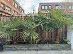 3 palmbomen, Tuin en Terras, Planten | Bomen, Ophalen, Volle zon, Palmboom