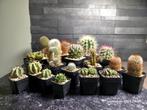 40 Cactussen €30,00, Ophalen, Halfschaduw, Minder dan 100 cm, Bloeiende kamerplant