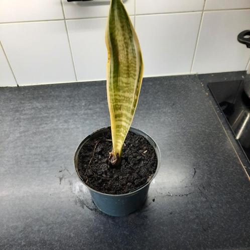 Dracaena trifasciata, Huis en Inrichting, Kamerplanten, Overige soorten, Minder dan 100 cm, Ophalen of Verzenden