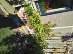 Brugmansia, Volle zon, Vaste plant, Zomer, Ophalen