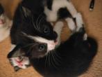 4 kitten grijs wit zwart wit geslacht nog niet bepaald, Dieren en Toebehoren, Katten en Kittens | Overige Katten