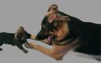 Mooie herder pups te koop., Dieren en Toebehoren, CDV (hondenziekte), 8 tot 15 weken, Meerdere, Meerdere dieren
