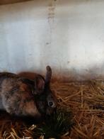 Voedster te koop!, Dieren en Toebehoren, Konijnen, Vrouwelijk, Dwerg, 0 tot 2 jaar