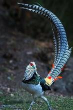 Ladyamherst fazanten gezocht, Meerdere dieren