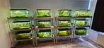 Ciano Aquarium 60 Led, Dieren en Toebehoren, Vissen | Aquaria en Toebehoren, Ophalen, Gevuld zoetwateraquarium