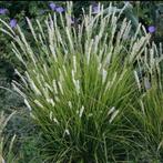 Sesleria autumnalis, Tuin en Terras, Zomer, Ophalen of Verzenden, Overige soorten