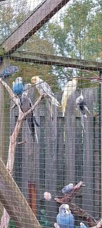 Valkparkieten, Dieren en Toebehoren, Vogels | Parkieten en Papegaaien, Meerdere dieren, Parkiet