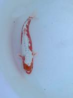 Mooie schub koi, Karper of Koi