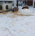 kleurdwergje voedster en ram dwergje, Dieren en Toebehoren, Konijnen, Meerdere dieren, Dwerg, 0 tot 2 jaar