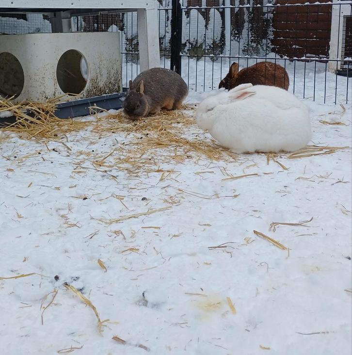 kleurdwergje voedster en ram dwergje, Dieren en Toebehoren, Konijnen, Dwerg, Meerdere dieren, 0 tot 2 jaar