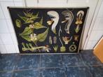 Witte dovenetel, oude schoolplaat, Antiek en Kunst, Antiek | Schoolplaten, Ophalen
