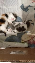 Lapjes kitten, Poes, Ontwormd, 0 tot 2 jaar