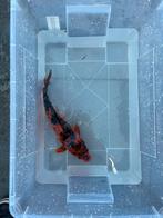 Koi’s, Dieren en Toebehoren, Vissen | Vijvervissen, Karper of Koi