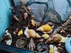 Jonge agaatslakken te koop, Dieren en Toebehoren, Reptielen en Amfibieën