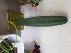 Trichocereus pachanoi, Huis en Inrichting, Kamerplanten, Ophalen, Cactus, Minder dan 100 cm, Volle zon