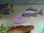 Albino Dolfijn Cichliden, Cyrtocara Moorii Albino Malawi, Dieren en Toebehoren, Vissen | Aquariumvissen, Vis, Zoetwatervis