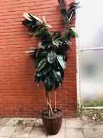 Ficus Elastica Robusta 2 meter lang, Huis en Inrichting, Kamerplanten, Ophalen, Ficus, Halfschaduw, In pot
