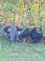 Cochin kuikens, Dieren en Toebehoren, Pluimvee, Meerdere dieren, Kip