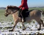 Pony recreatie Konik kruising, Merrie, B, Recreatiepony, D pony (1.37m tot 1.48m)