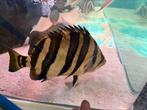 Sumatra datnioides cichla Arowana potamotrygon gar rog aal, Dieren en Toebehoren, Vis