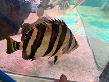 Sumatra datnioides cichla Arowana potamotrygon gar rog aal beschikbaar voor biedingen