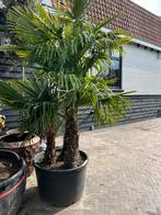 Mooie multistam Trachycarpus Fortunei palmbomen, Ophalen, Palmboom