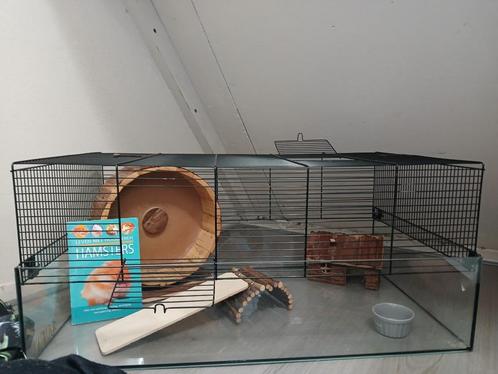 Glazen hamsterkooi, Dieren en Toebehoren, Knaagdieren en Konijnen | Hokken en Kooien, Zo goed als nieuw, Kooi, Minder dan 60 cm