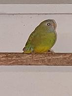 Pop Cinnamon Splendid, Dieren en Toebehoren, Vogels | Parkieten en Papegaaien, Vrouwelijk, Parkiet, Geringd