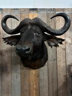 Mooie grote Kafferbuffel (104cm breed), Verzamelen, Dierenverzamelingen, Wild dier, Opgezet dier, Zo goed als nieuw, Ophalen