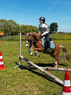 Betrouwbare beginnerspony’s , sportpony’s & Familiepony’s, Dieren en Toebehoren, Pony's, B, Gechipt, Ruin, 3 tot 6 jaar