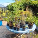 Heesters & Jonge Bomen - Mooi Sortiment!, Volle zon, Vaste plant, Zomer, Ophalen