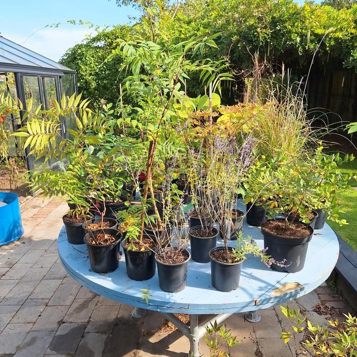 Heesters & Jonge Bomen - Mooi Sortiment!, Tuin en Terras, Planten | Tuinplanten, Vaste plant, Overige soorten, Volle zon, Zomer