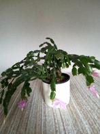 Roze lidcactus - ook als hangplant - met bloemen en knoppen, Ophalen, Halfschaduw, Minder dan 100 cm, Bloeiende kamerplant