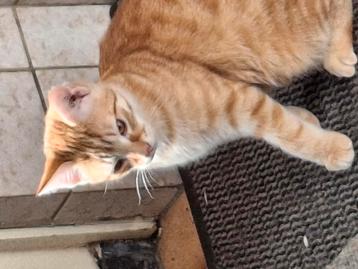 Rood getekende tijger katertje, 16 wk. Oud  beschikbaar voor biedingen